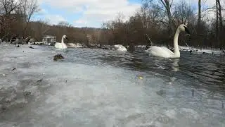 Winter Waterfowl Action - Trumpeter Swans - Mute Swans - Canadian Geese - Ducks - Ann Arbor