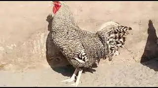 play mouth rock hens