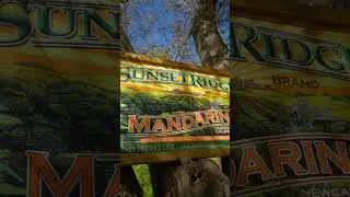 Visit Sunset Ridge Fine Fruits - A U-Pick Citrus Farm!