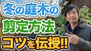 【庭木の冬剪定】落葉樹の樹形を崩さない切り方を紹介します!!【手入れ】【ニシキギ コンパクタ】