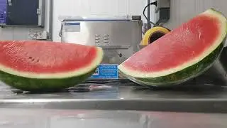 Como cortar melancia, embalar para venda da forma correta