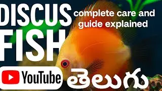 Discus Fish ఎలా పెంచాలి? Full Guide in Telugu #discus #discusfish
