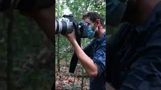 Starting an assignment in the Congo rainforest #wildlife #wildlifephotography #gorillaencounter