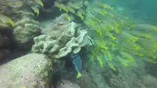Fragmento de la segunda inmersi&oacute;n en Seymour Gal&aacute;pagos