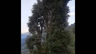 #nature#afternoonstream #