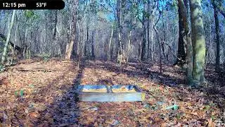 Wildlife Live Cam - Critter Cam