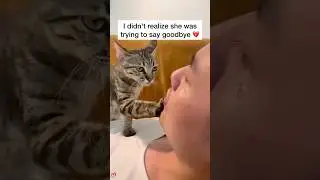 I miss your kisses 🥺💔 #pets #pet #petloss #catloss #cat #cats #catlover  #grief #cutecat