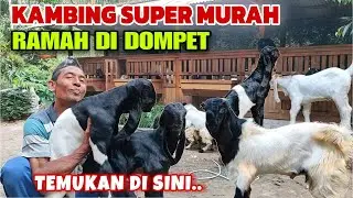 KAMBING MURAH HARGA SANGAT TERJANGKAU‼️BURUAN BELI SEBELUM HABIS