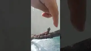 flying lizard/Draco eating ant #lizard #feeding #shorts