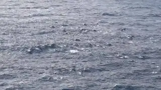 #shorts     Thousands of dolphins swimming together  #dolphin #sea #ship