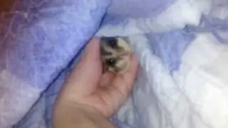 Sugar glider barking So cuteeee