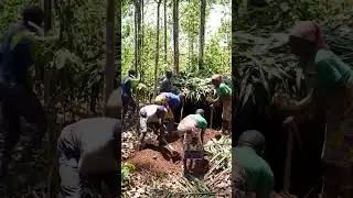 Underground Wisdom: Tribal Shelter Building in the African Forest