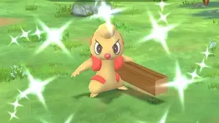 捕捉色違搬運小匠✨Catch shiny Timburr✨ 