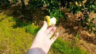 Der Apfeldieb vom Alten Land