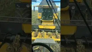 The combine harvesters collided with each other upon seeing the rabbit.