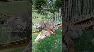 mi isla baru COLOMBIA