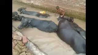 Visit to check no 51j b animal  sa par Shaka da vlog 🐄🐄