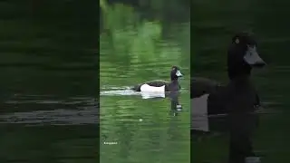#Tufted Ducks #nature #shorts #wildlife