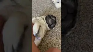 Don&rsquo;t stop human.. #pugsarelife #puglife #pugs #givememore