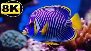 🐡 Mergulho Sonoro: Piano Tranquilo nas &Aacute;guas 🌌 Relaxamento Profundo com Imagens Submarinas 🎧