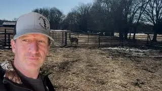 No Homesteader Should Ever Have To Do This..