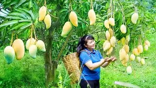 How To Harvest Mango, Sell It At The Market And Cook Dishes At Home | Tieu Vy Free Bushcraft