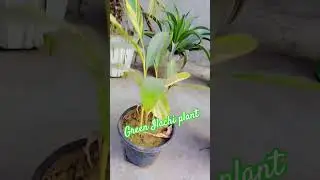 Variegated Green ilachi plant at home#like #share #song seet lehar#nature #subscribe #viralshorts