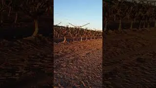 Pesqueira Sonora 2019