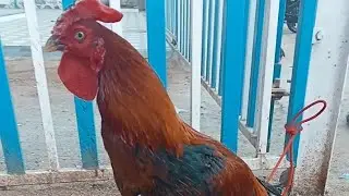 Aseel male's top quality Kakra punju nimali punju kaki dega punju 🐓
