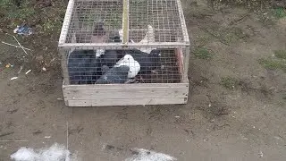 #Pigeons.Проверка молодых в дождь. 