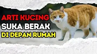 INILAH PERTANDA KUCING BUANG KOTORAN / BERAK SEMBARANGAN DEPAN RUMAH MENURUT ISLAM