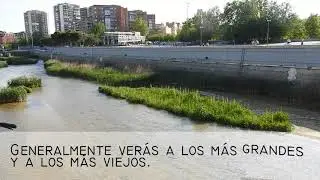 Los barbos de Madrid R&iacute;o