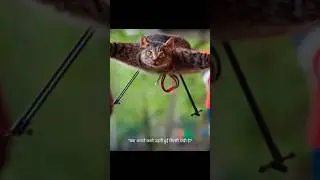 Orvillecopter #CatDrone#facts #FlyingCat#WeirdInventions##CrazyFacts#AmazingFact#ArtOrMadness