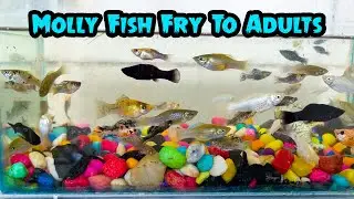Cleaning Fridge Box Setup | ESKI YT