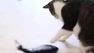 Moving Fish Cat Toy