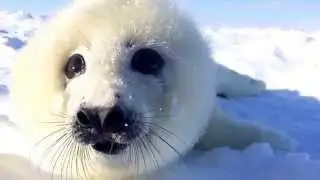 Baby Harp Seal Breathing Leaves you Breathless