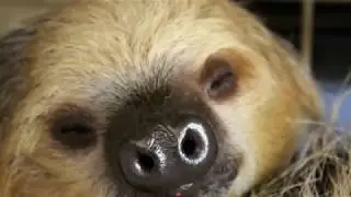 Fernando the Sloth at Night!