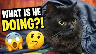 &ldquo;This Naughty Cat Will Shock You 😱 | Funny Cat Video&rdquo;