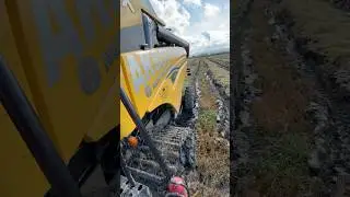 Combine harvester harvests paddy rice in muddy field