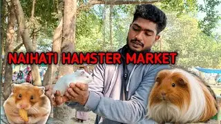 Hamster Price In Kolkata 2025 | Hamster,Mice, guinea pig, Rabbit Price Update Naihati Pet Market 
