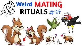 Worst Mating Rituals In Animal Kingdom - Part 14
