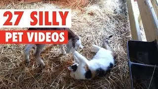 27 Silly Pet Videos Compilation 2016