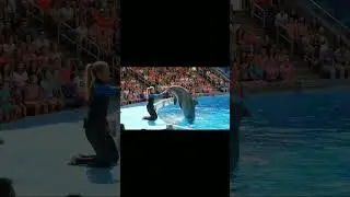 Dolphin&rsquo;s Hilarious Flipper Handshake Stuns the Cr. 🐬. #DolphinShow #FlipperShake #AnimalPerformance