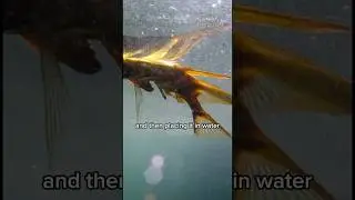 Fishing with Barbasco Root / Amazon #explore #knowledge #mystery