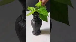 Home Decoration With Betel Leaves #decoration #indoorplants #shorts #youtubevideo
