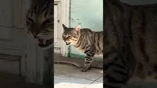 #animalshorts #sunrise4k #stressrelief #meditation #colonelkk  #cat#cats#pet#pets#catlife#catworld