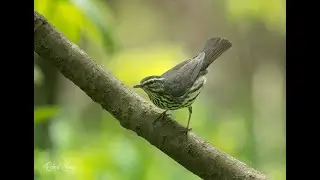 Northern Waterthrush Singing  Spring 2025  4K Video + Audio