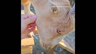 #cutegoat #petsvlog #cutefarmanimals #countrylife #cuteanimals #relaxingvideo