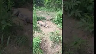 Marsh Crocodile attack (Marsh crocodile or Mugger came charging on me during a safari)