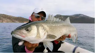 top water hard edition - Sea bass game only